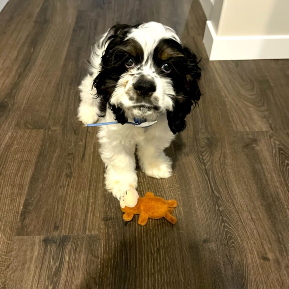 Meet your Posher, Amy - Picture 1 of 1